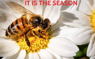 It is the season for insect stings (honeybees, wasps, hornets, yellow jackets, imported fire ants, etc.)