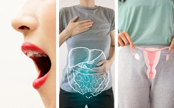 Mouth to gut microbiome illustration showing hormone and urogenital health